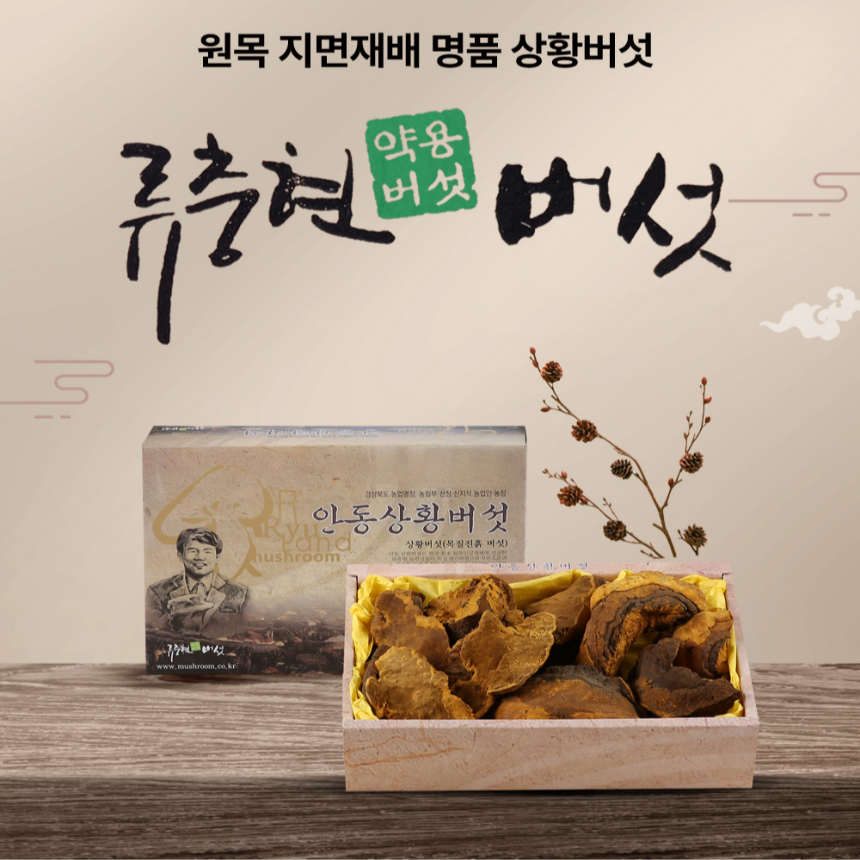 상황버섯(중품) 300g